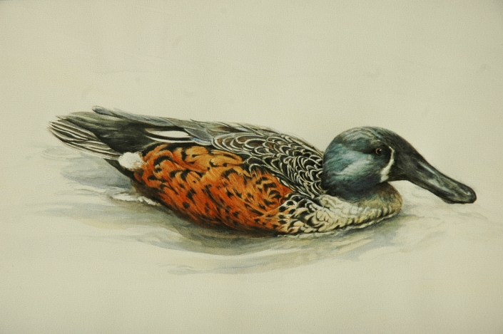 NZ Shoveller